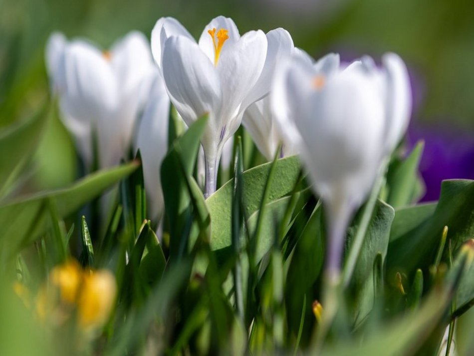 Łódź. Żonkile i krokusy opanowały Piłsudskiego. Wiosna w Łodzi w najpiękniejszym wydaniu