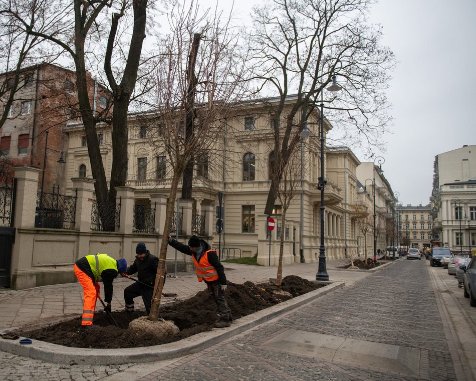 Висадка дерев на вул. Moniuszki