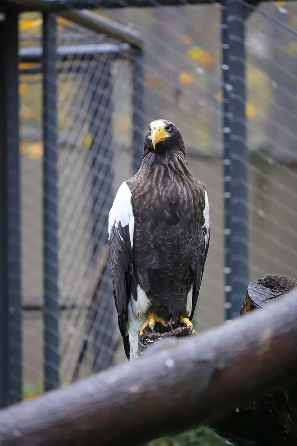 Wybierz się na wielkanocny spacer do Orientarium Zoo Łódź