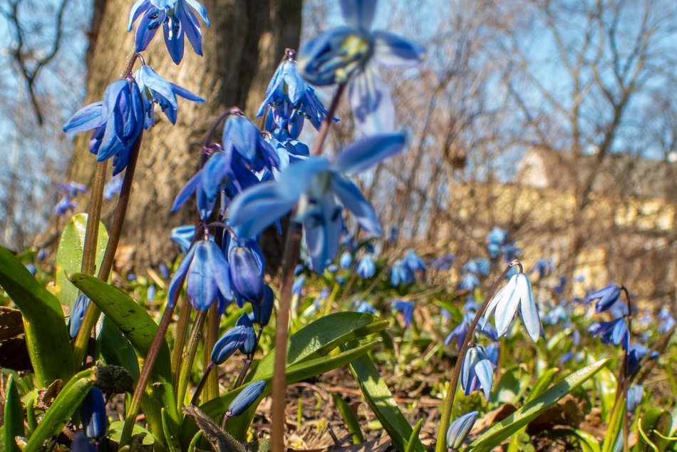 Ścięli cebulice w parku Klepacza w Łodzi. Ta pomyłka będzie słono kosztować!