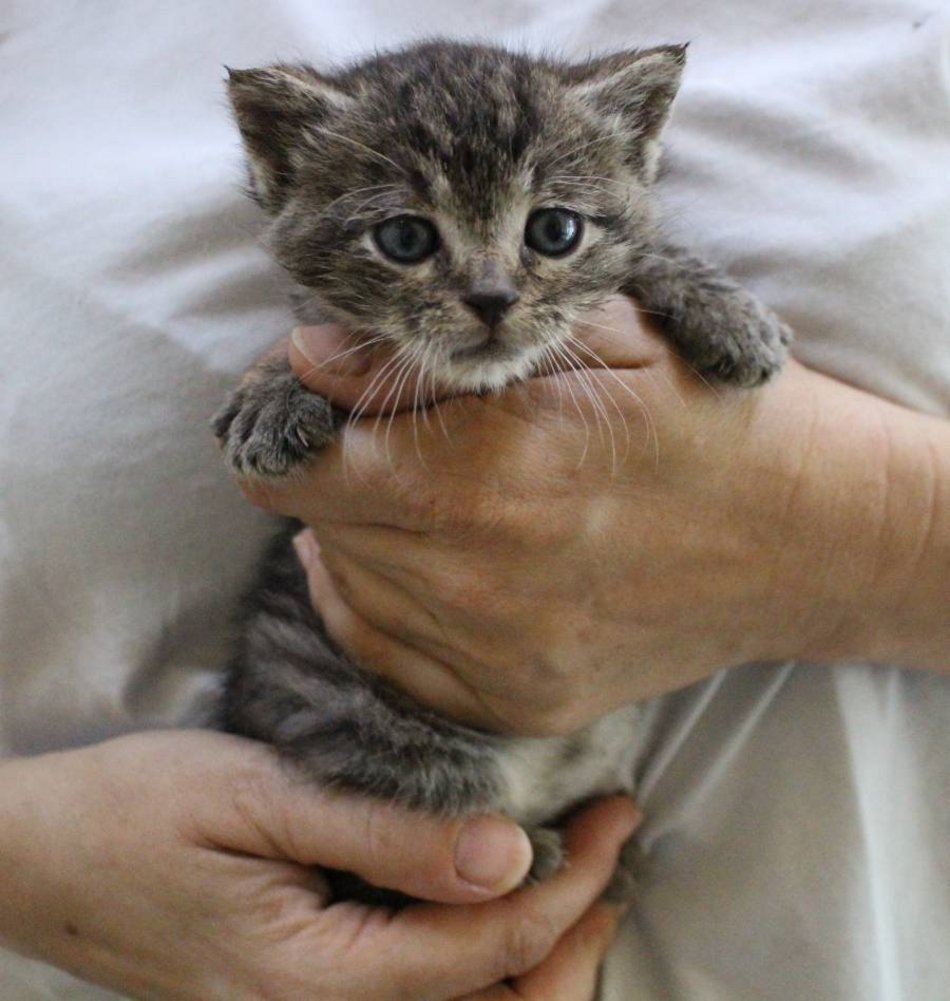 мат. притулку