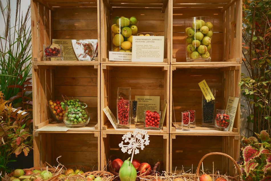 Szukasz pomysłu na weekend? Przyjdź na wystawę w Ogrodzie Botanicznym w Łodzi!