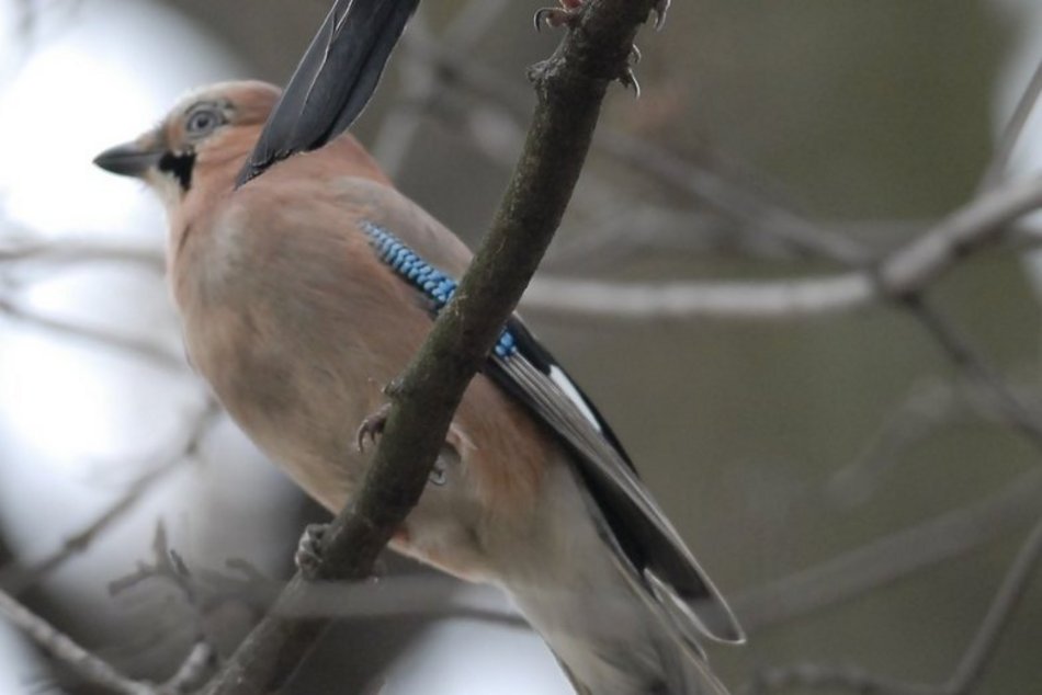 Na pomoc, wiewiórkom, kaczkom i innym słodziakom! Jak zadbać o dzikie zwierzęta w Łodzi?