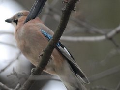 Na pomoc, wiewiórkom, kaczkom i innym słodziakom! Jak zadbać o dzikie zwierzęta w Łodzi?