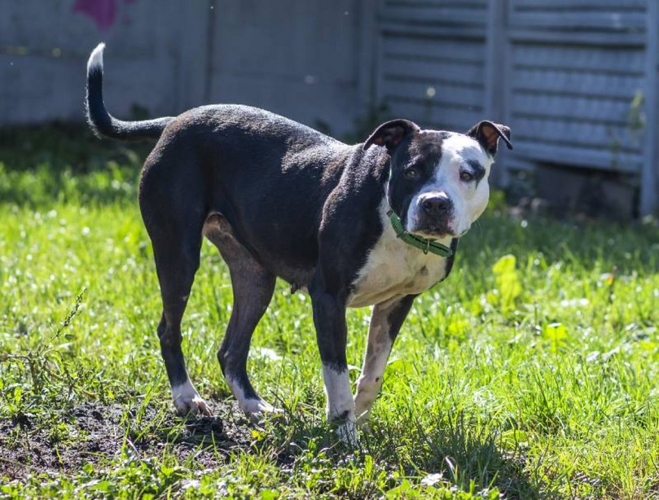 Łódź. Lulu ze schroniska w Łodzi marzy o nowej rodzinie