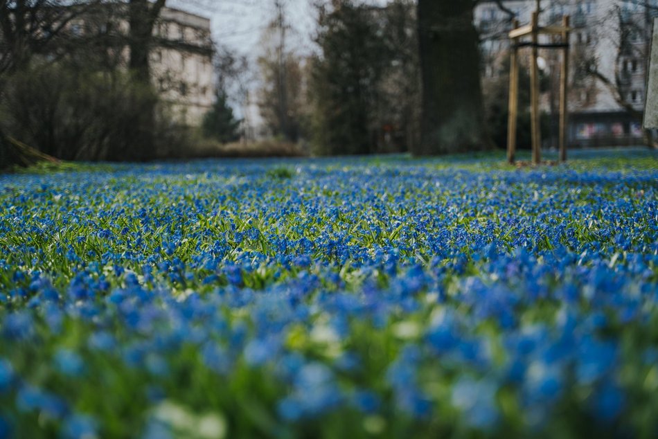Łódź. Niebieska wiosna w Parku Klepacza w Łodzi. Te cebulice zachwycą każdego!