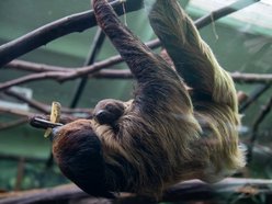 Łódź. Znamy płeć leniwca z Orientarium Zoo Łódź