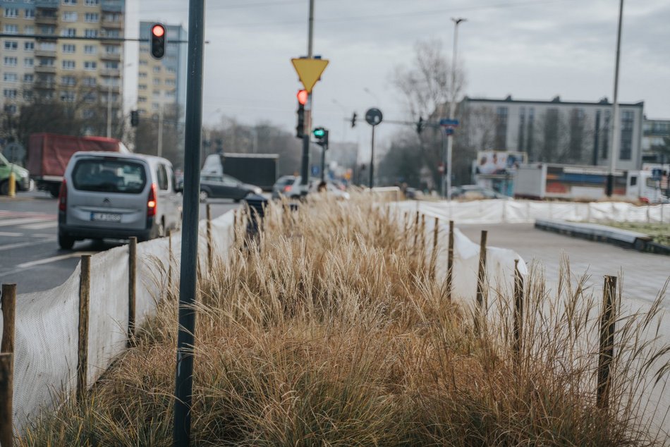 Łódź. Nasadzenia na al. Włókniarzy w Łodzi
