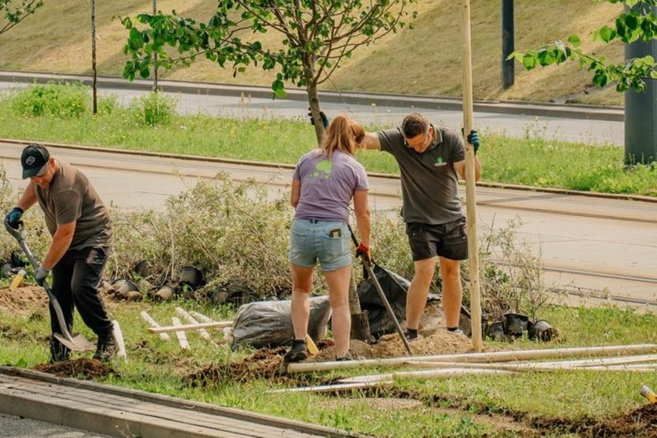 Nowe drzewa przy Wyszyńskiego w Łodzi. Lato na Retkini będzie jeszcze bardziej zielone