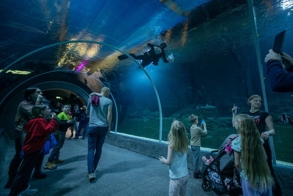 Łódź. Orientarium Zoo Łódź z kolejną wielką atrakcją. Wpadnij na środy z nurkowaniem!