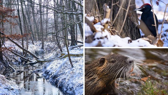 Tu grasują bobry i pływają wydry! Niezwykli mieszkańcy okolic rzeki Sokołówki [ZDJĘCIA]