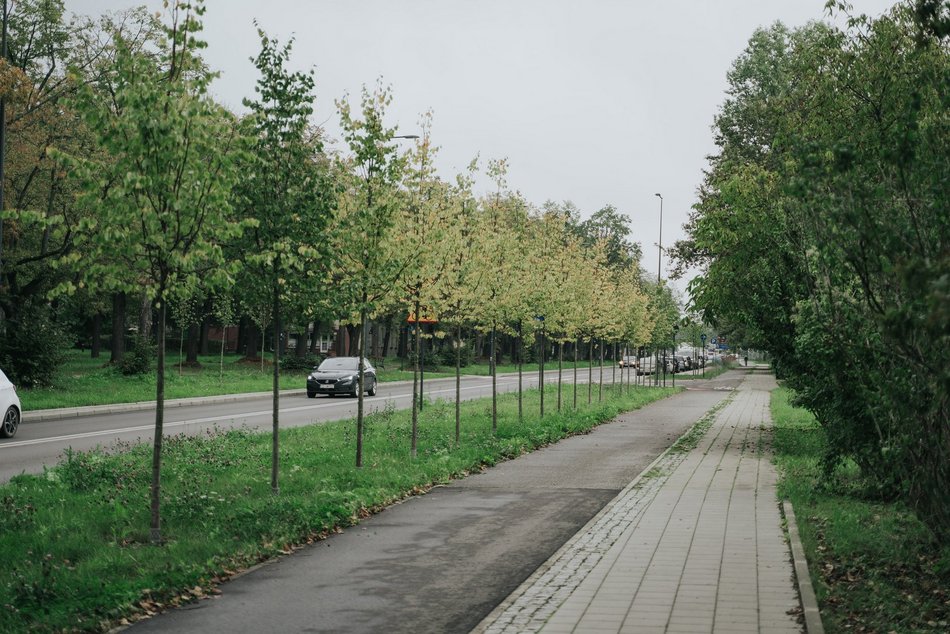 Łódź. Kilkaset nowych drzew przy Wojska Polskiego w Łodzi. Ulica zmienia się w zielony trakt