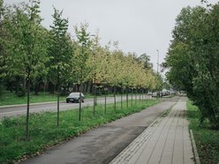 Łódź. Kilkaset nowych drzew przy Wojska Polskiego w Łodzi. Ulica zmienia się w zielony trakt