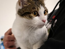 Łódź. Jadzia ze schroniska czeka na nową rodzinę