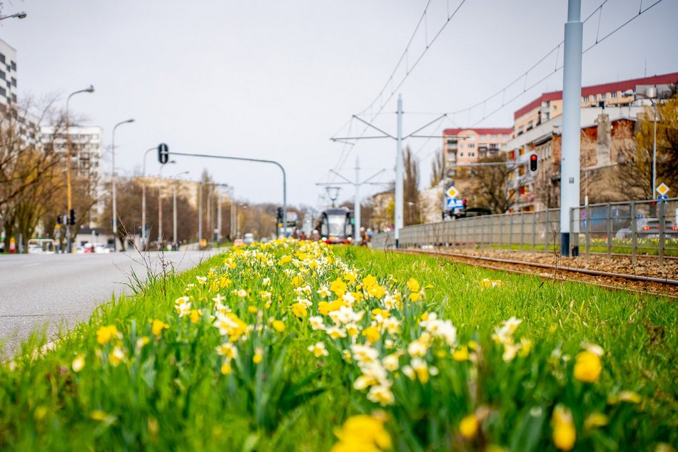 Łódź. Łódź weszła w lato na zielono! Tysiące nowych drzew, kwiaty i trawniki