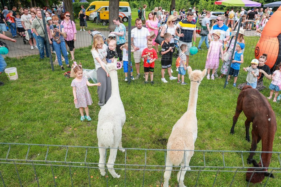 Łódź. Dzień Dziecka w parku na Młynku w Łodzi. Dmuchańce, alpaki i skutery wodne
