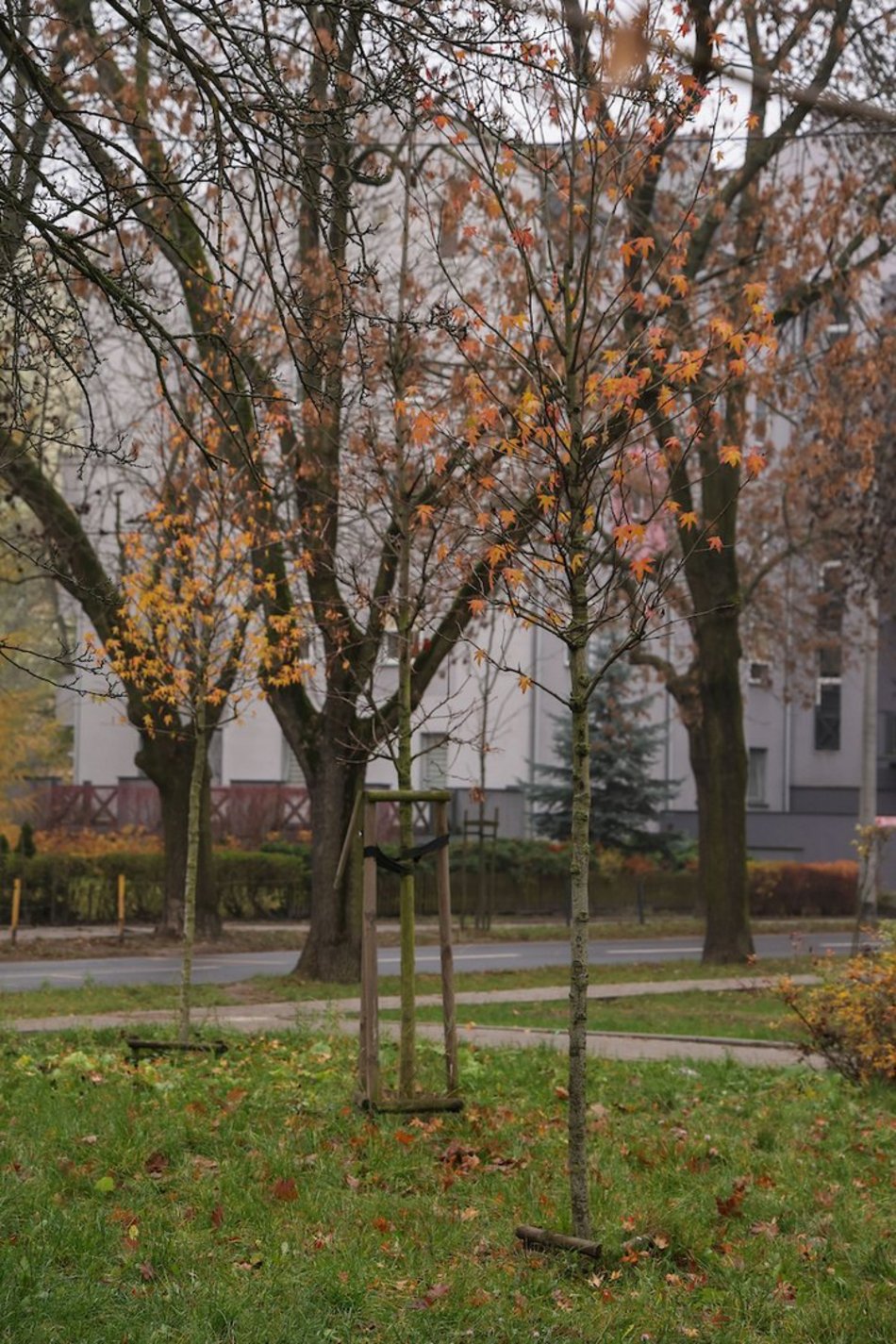 Łódź coraz bardziej zielona! Nowe drzewa pojawiły się na Górnej