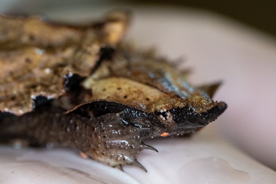Łódź. W Orientarium Zoo Łódź urodziły się żółwie matamata