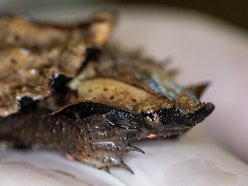 Łódź. W Orientarium Zoo Łódź urodziły się żółwie matamata