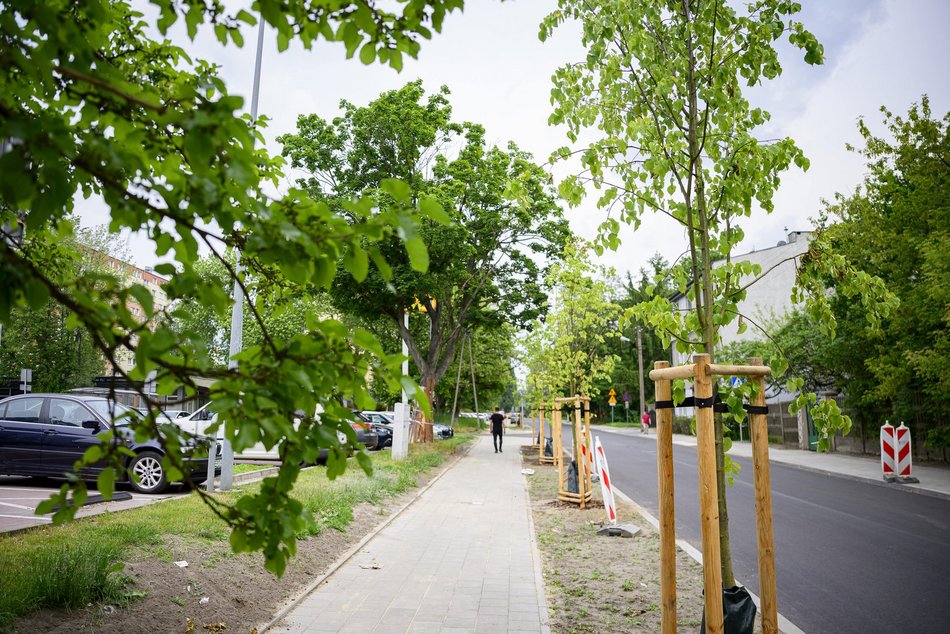 Łódź. Nowe drzewa przy Pabianickiej. Podróż do Portu Łódź to teraz sama przyjemność
