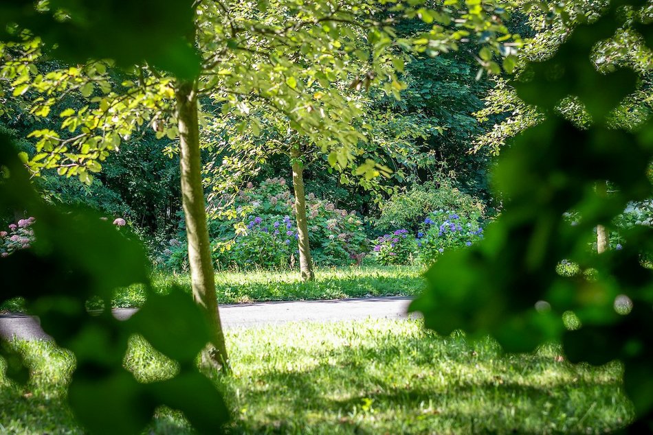 Łódź. Hortensje opanowały Ogród Botaniczny w Łodzi! To prawdziwa feeria barw