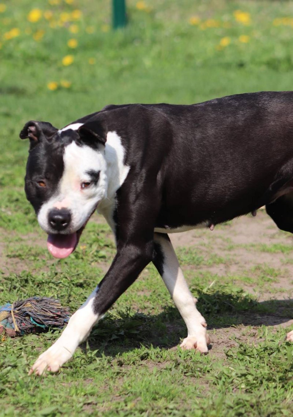 Łódź. Lulu ze schroniska w Łodzi to otwarty i kontaktowy psiak. Podaruj jej nowy dom!
