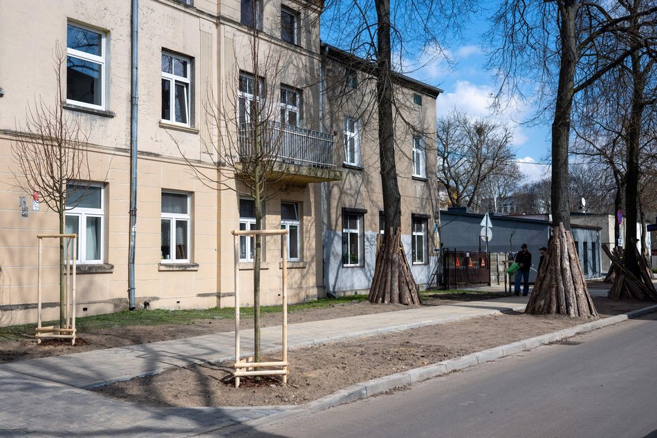 Łódź. Łódź zazieleni się na wiosnę! Zasadzono więcej drzew przy Różyckiego