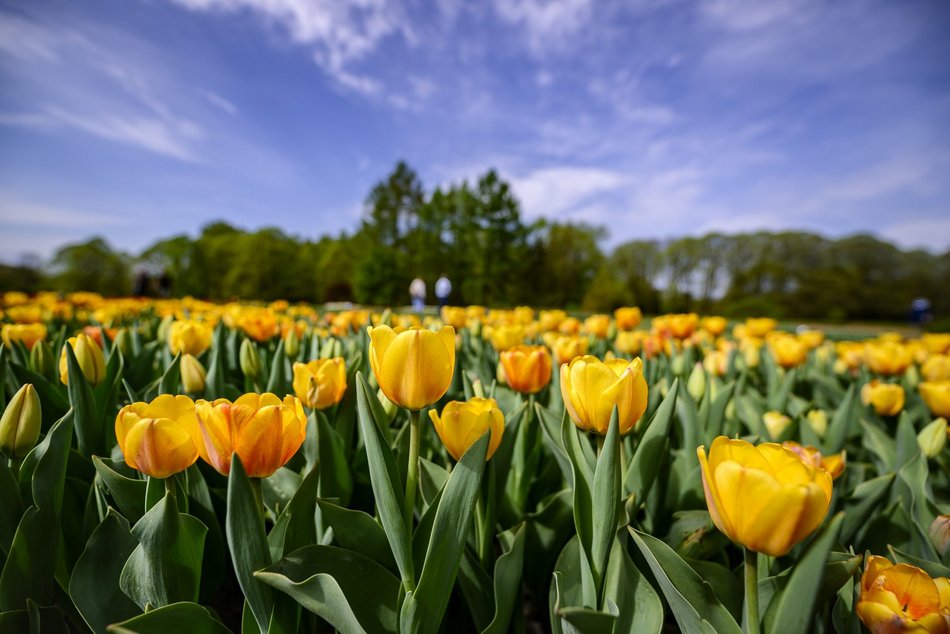 Morze tulipanów w Ogrodzie Botanicznym w Łodzi. Nie możesz tego przegapić