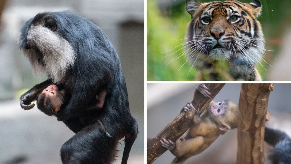 Łódź. Zwierzęta z Orientarium Zoo Łódź