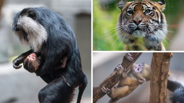 Orientarium Zoo Łódź podsumowuje 2025 rok. Wielkie przełomy i sukcesy hodowlane