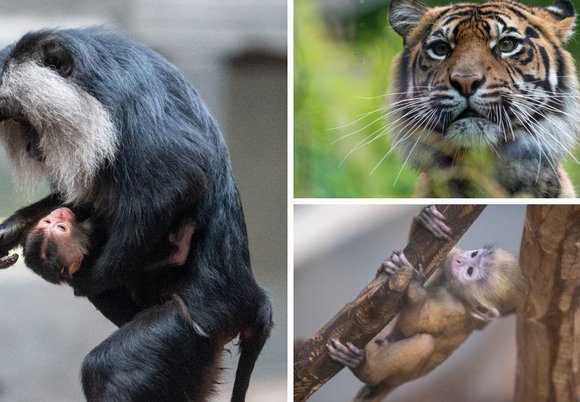 Łódź. Zwierzęta z Orientarium Zoo Łódź