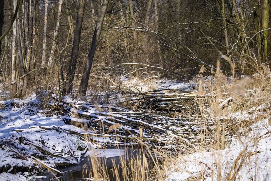 Łódź. Rzeka Sokołówka w Łodzi to siedlisko niezwykłych zwierząt. Grasują tu bobry i pływają wydry!
