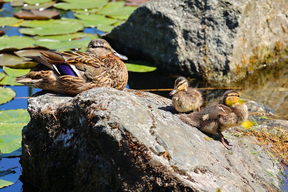 Ogród Botaniczny w Łodzi. Kwitnące rośliny