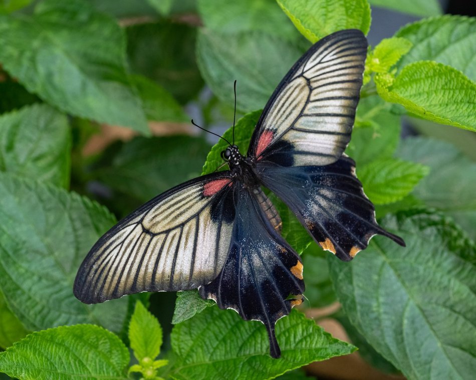 Motylarnia w Orientarium Zoo Łódź - motyle i odwiedzający w motylarni