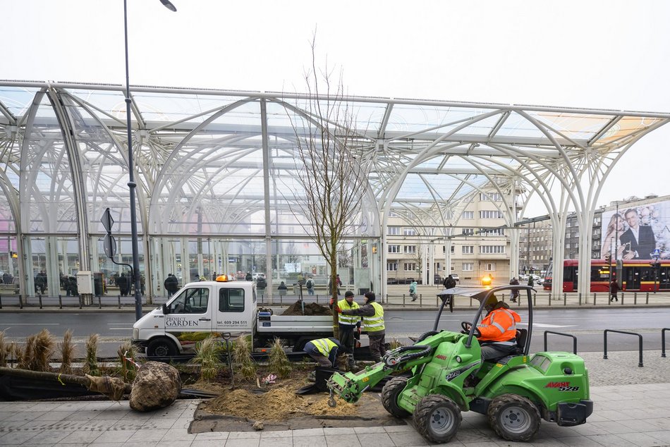 Wiśnie kanzan przy hotelu Hilton w Łodzi