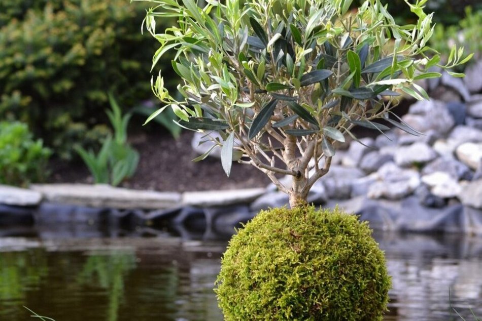 Warsztaty roślinne w Orientarium Zoo Łódź. Stwórz japońską kokedamę i żywy obraz!