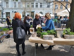 Ekologiczne warsztaty i rozdawanie sadzonek w pasażu Rubinsteina