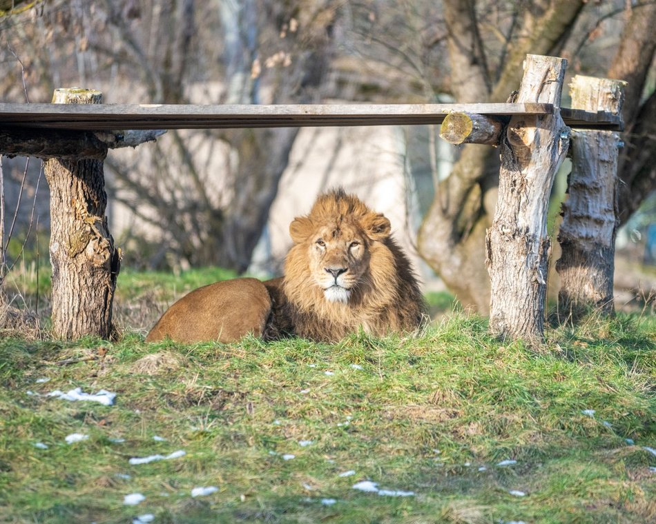 Lew azjatycki w Orientarium Zoo Łódź