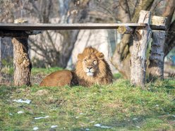 Lew azjatycki w Orientarium Zoo Łódź