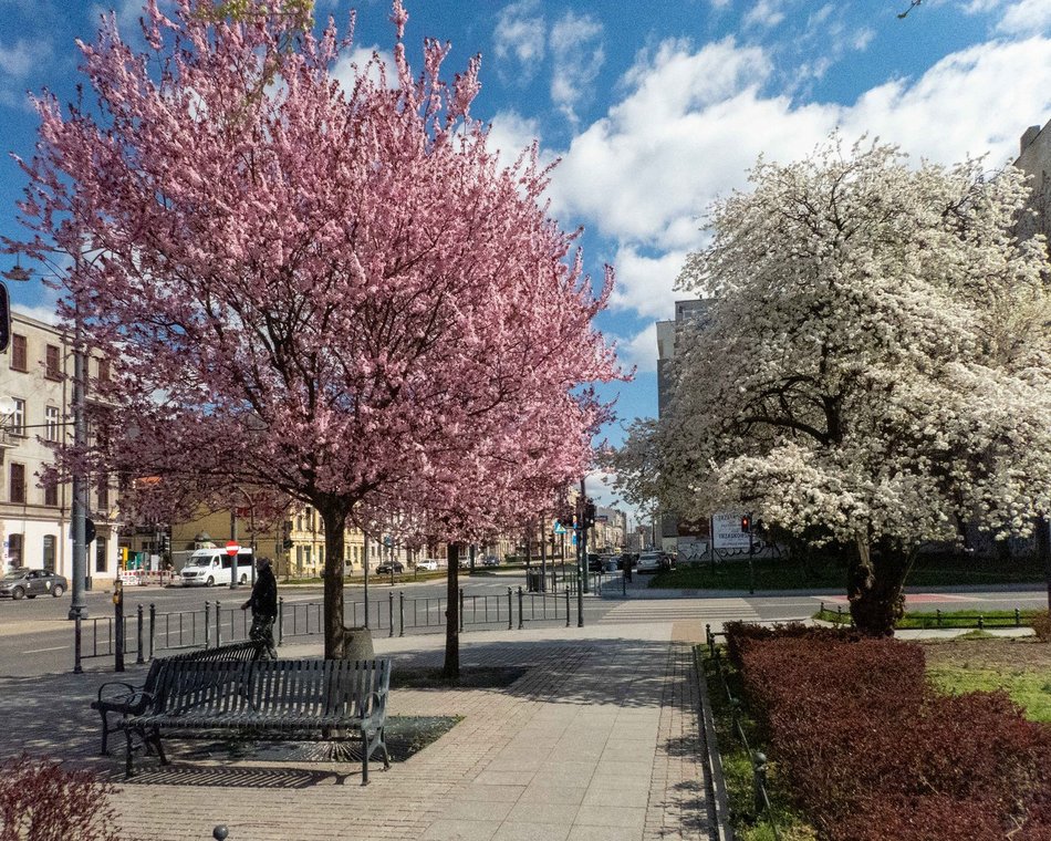 Łódź. Wiosna zagościła na Narutowicza w Łodzi na dobre! Spacer tam to czysta przyjemność