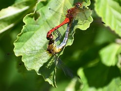 Łódź. Owady Ogrodu Botanicznego w Łodzi. Przyjdź na spacer i sprawdź, co w trawie piszczy