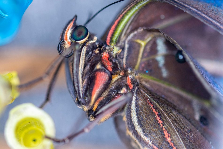 Łódź. Nowa motylarnia w Orientarium Zoo Łódź już otwarta! Największe takie miejsce w Polsce