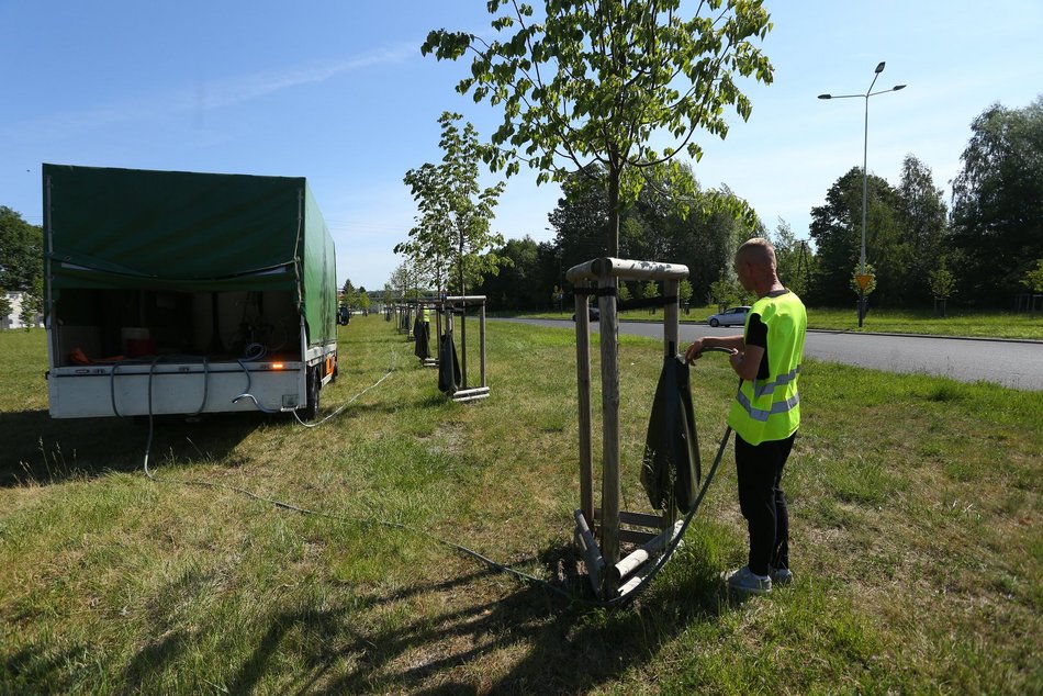 Łódź. Walka z suszą w Łodzi. Miasto intensywnie podlewa młodą zieleń