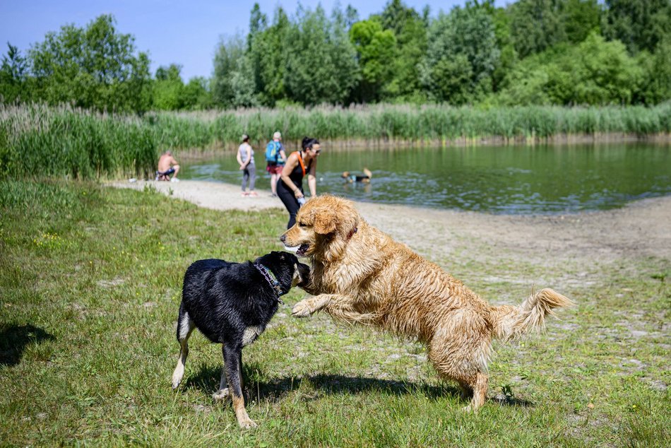 Łódź. Psiejski spacer na Uroczysku Lublinek w Łodzi. Kolejna odsłona wyjątkowej inicjatywy