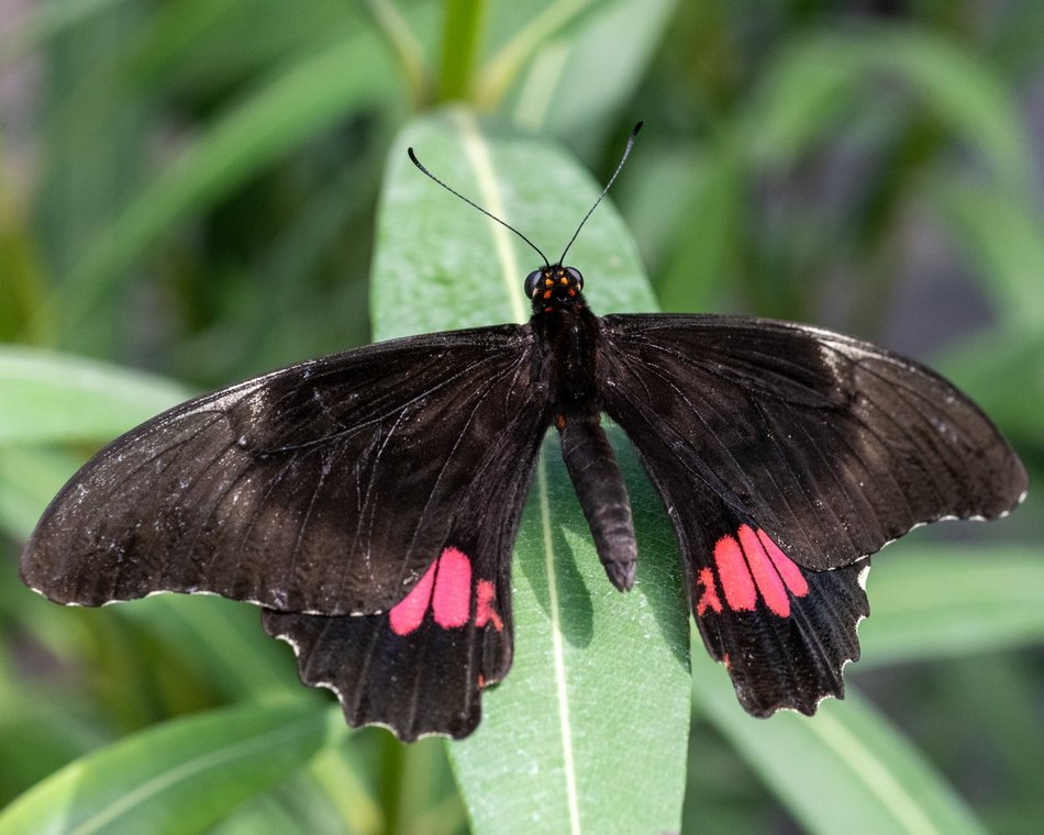 Motylarnia w Orientarium Zoo Łódź - motyle i odwiedzający w motylarni