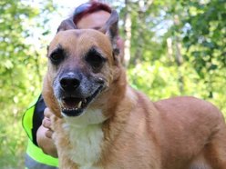 Czy Beny pamięta jeszcze świat bez krat? Weteran schroniska w Łodzi czeka na rodzinę