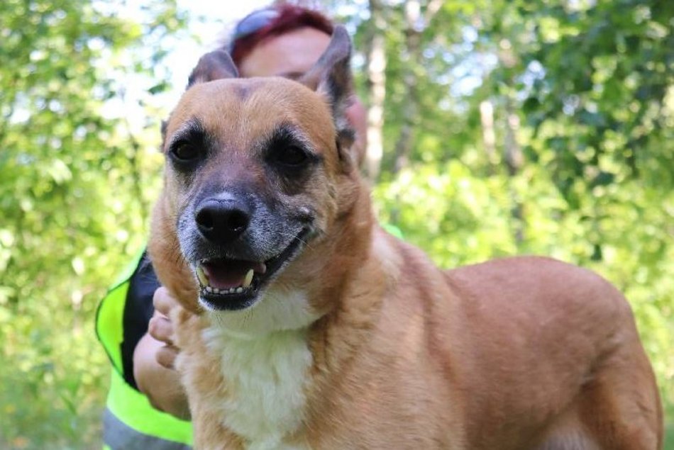 Czy Beny pamięta jeszcze świat bez krat? Weteran schroniska w Łodzi czeka na rodzinę