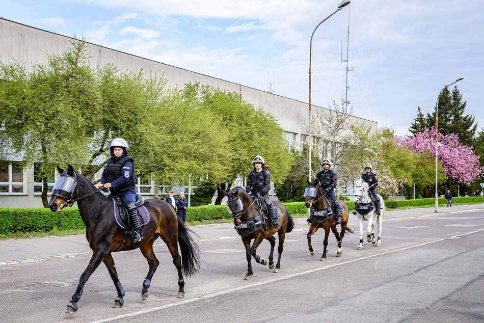 Łódź. Zwierzęta Straży Miejskiej na szkoleniu