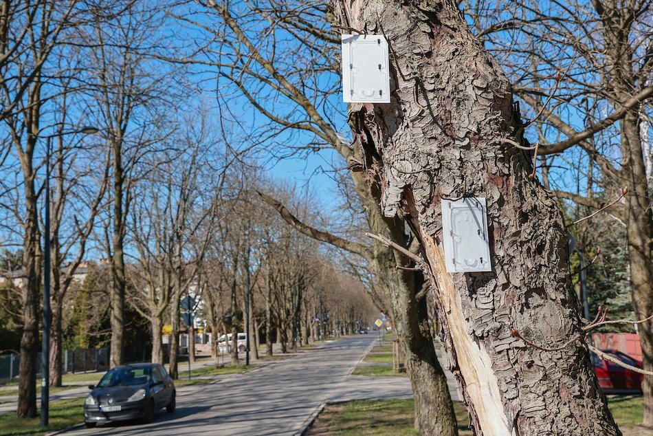 Łódź. Chronimy kasztanowce! Pułapki feromonowe na drzewach odstraszą szkodniki