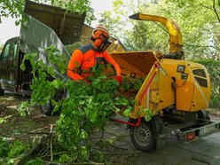 Drzewa przy Palki w Łodzi jak nowe. Ruszyły prace pielęgnacyjne